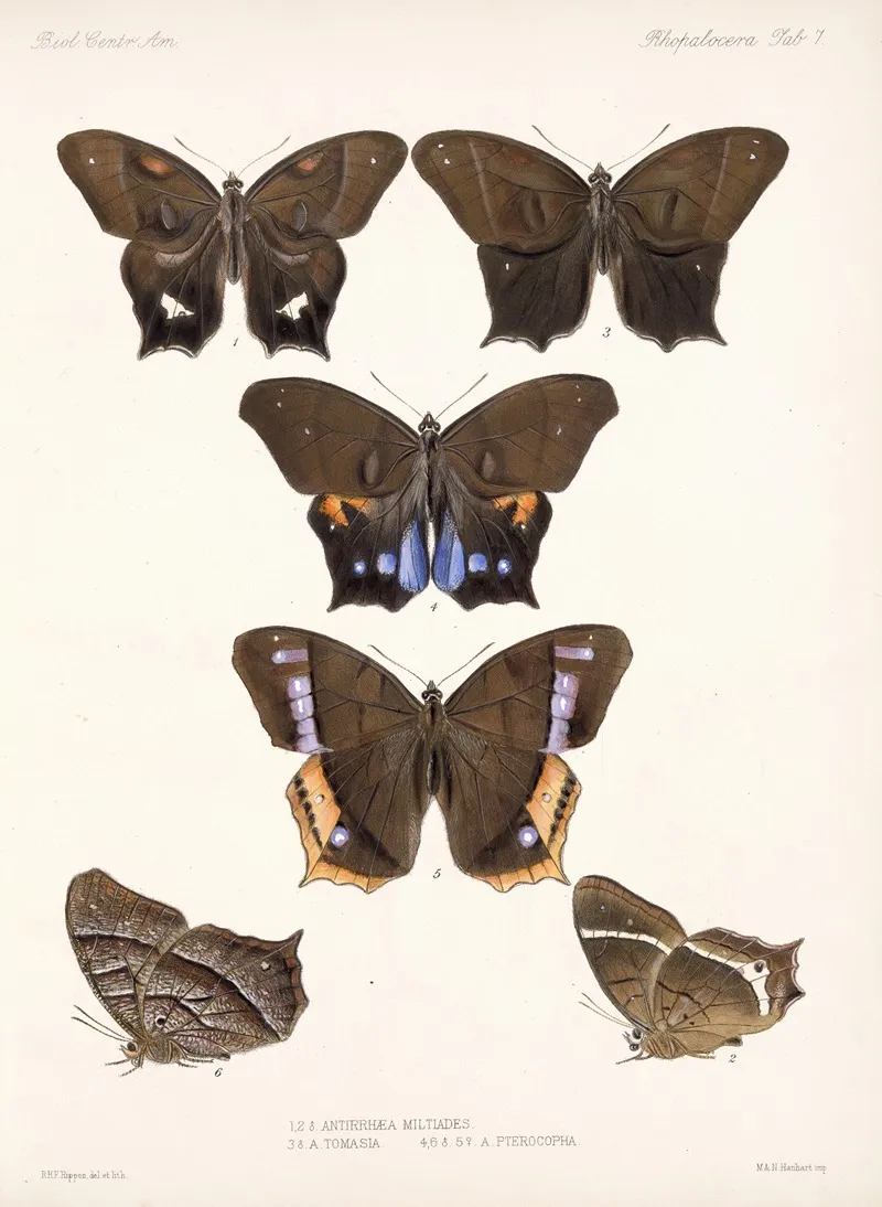 Insecta Lepidoptera Rhopalocera Pl 007 Wall Art by Frederick DuCane Godman - High-Resolution Digital Print