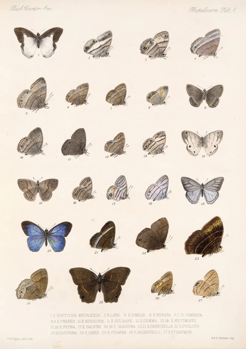 Insecta Lepidoptera Rhopalocera Pl 008 Wall Art by Frederick DuCane Godman - High-Resolution Digital Print
