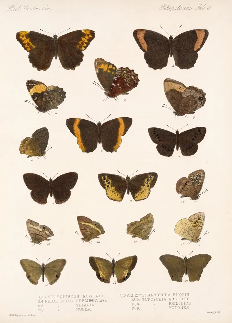 Insecta Lepidoptera Rhopalocera Pl 009 Wall Art by Frederick DuCane Godman - High-Resolution Digital Print
