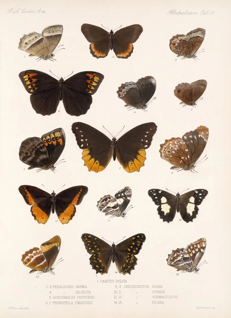 Insecta Lepidoptera Rhopalocera Pl 010 Wall Art by Frederick DuCane Godman - High-Resolution Digital Print