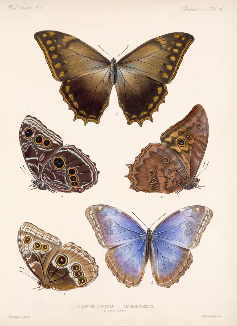 Insecta Lepidoptera Rhopalocera Pl 011 Wall Art by Frederick DuCane Godman - High-Resolution Digital Print