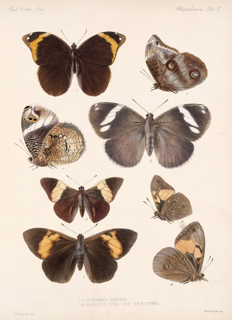 Insecta Lepidoptera Rhopalocera Pl 012 Wall Art by Frederick DuCane Godman - High-Resolution Digital Print