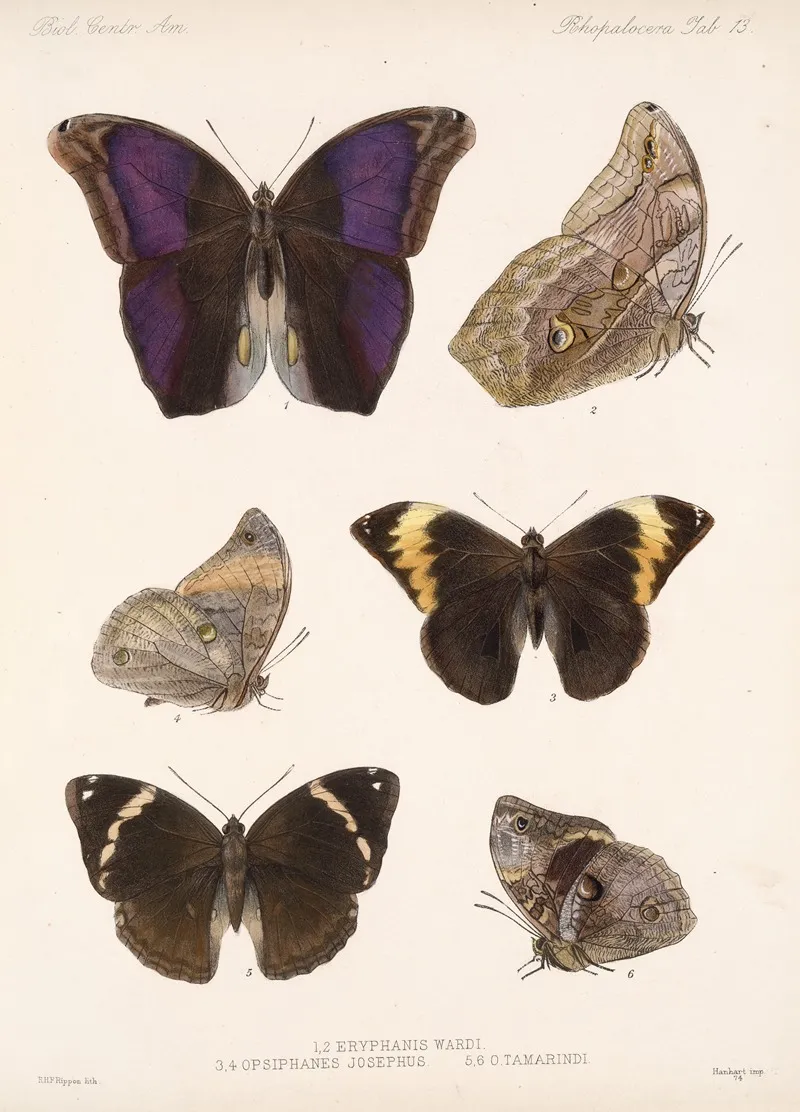 Insecta Lepidoptera Rhopalocera Pl 013 Wall Art by Frederick DuCane Godman - High-Resolution Digital Print