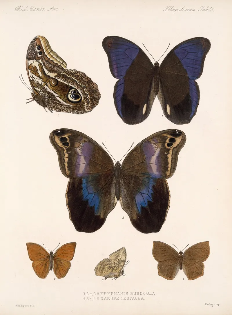 Insecta Lepidoptera Rhopalocera Pl 015 Wall Art by Frederick DuCane Godman - High-Resolution Digital Print