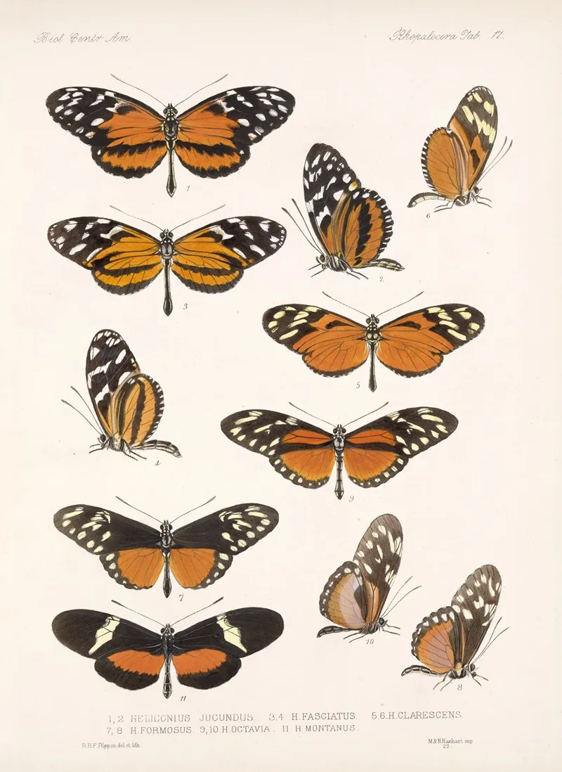 Insecta Lepidoptera Rhopalocera Pl 017 Wall Art by Frederick DuCane Godman - High-Resolution Digital Print