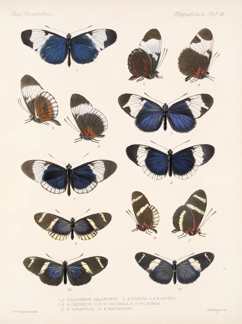 Insecta Lepidoptera Rhopalocera Pl 018 Wall Art by Frederick DuCane Godman - High-Resolution Digital Print