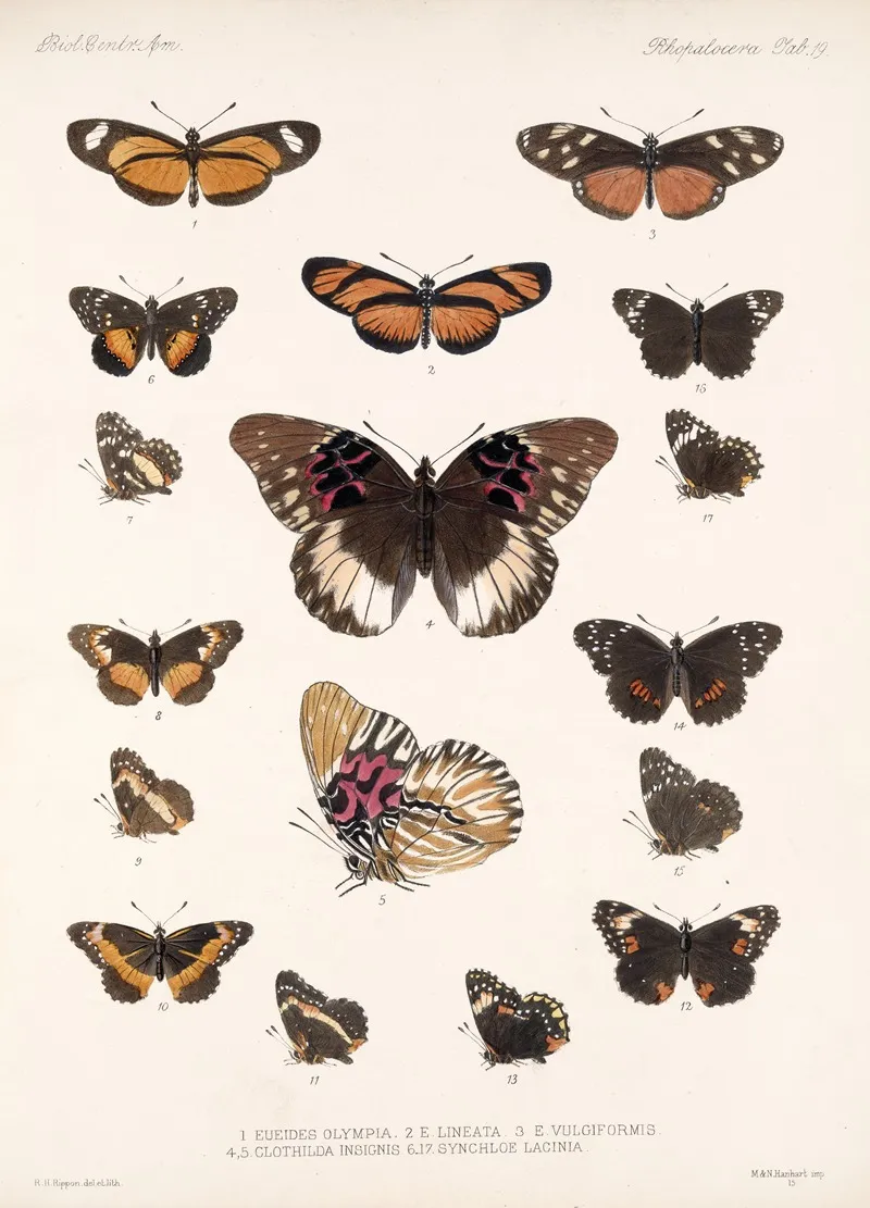 Insecta Lepidoptera Rhopalocera Pl 019 Wall Art by Frederick DuCane Godman - High-Resolution Digital Print