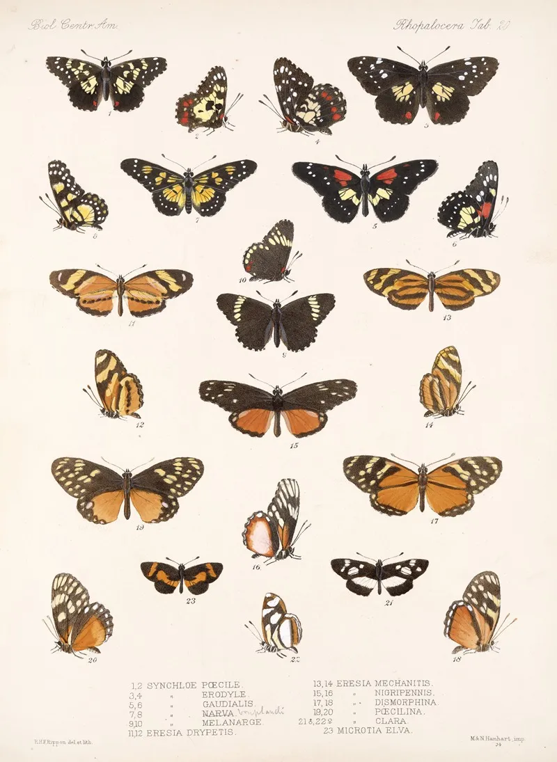 Insecta Lepidoptera Rhopalocera Pl 020 Wall Art by Frederick DuCane Godman - High-Resolution Digital Print