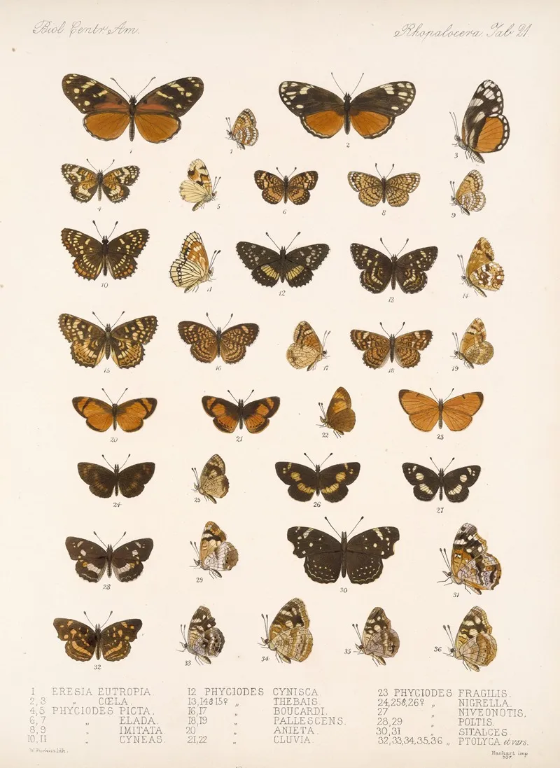 Insecta Lepidoptera Rhopalocera Pl 021 Wall Art by Frederick DuCane Godman - High-Resolution Digital Print