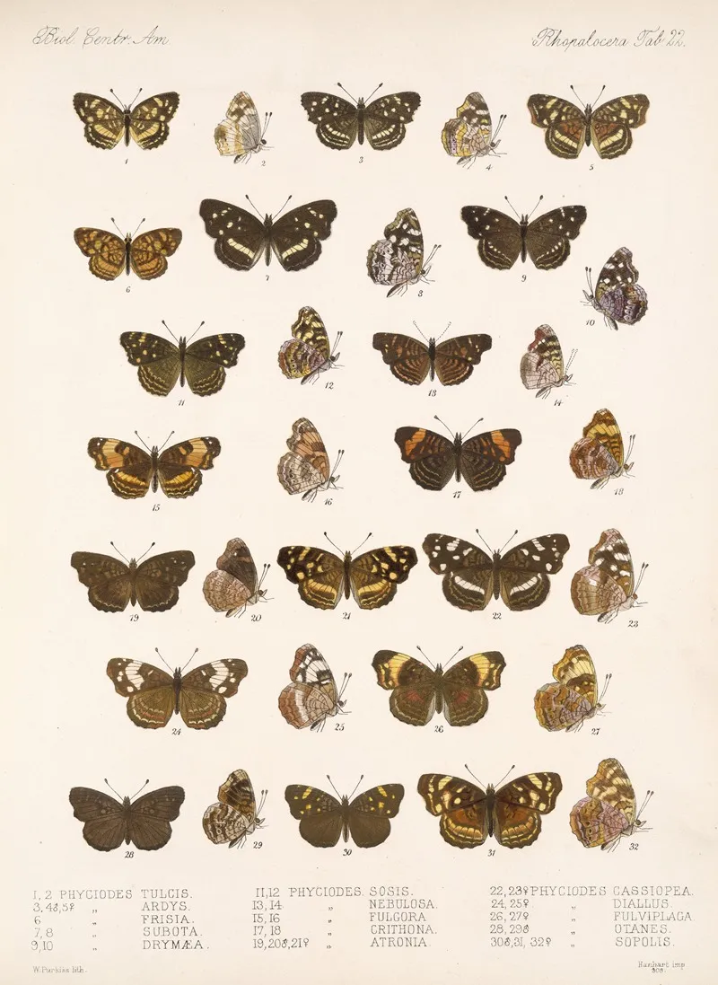 Insecta Lepidoptera Rhopalocera Pl 022 Wall Art by Frederick DuCane Godman - High-Resolution Digital Print