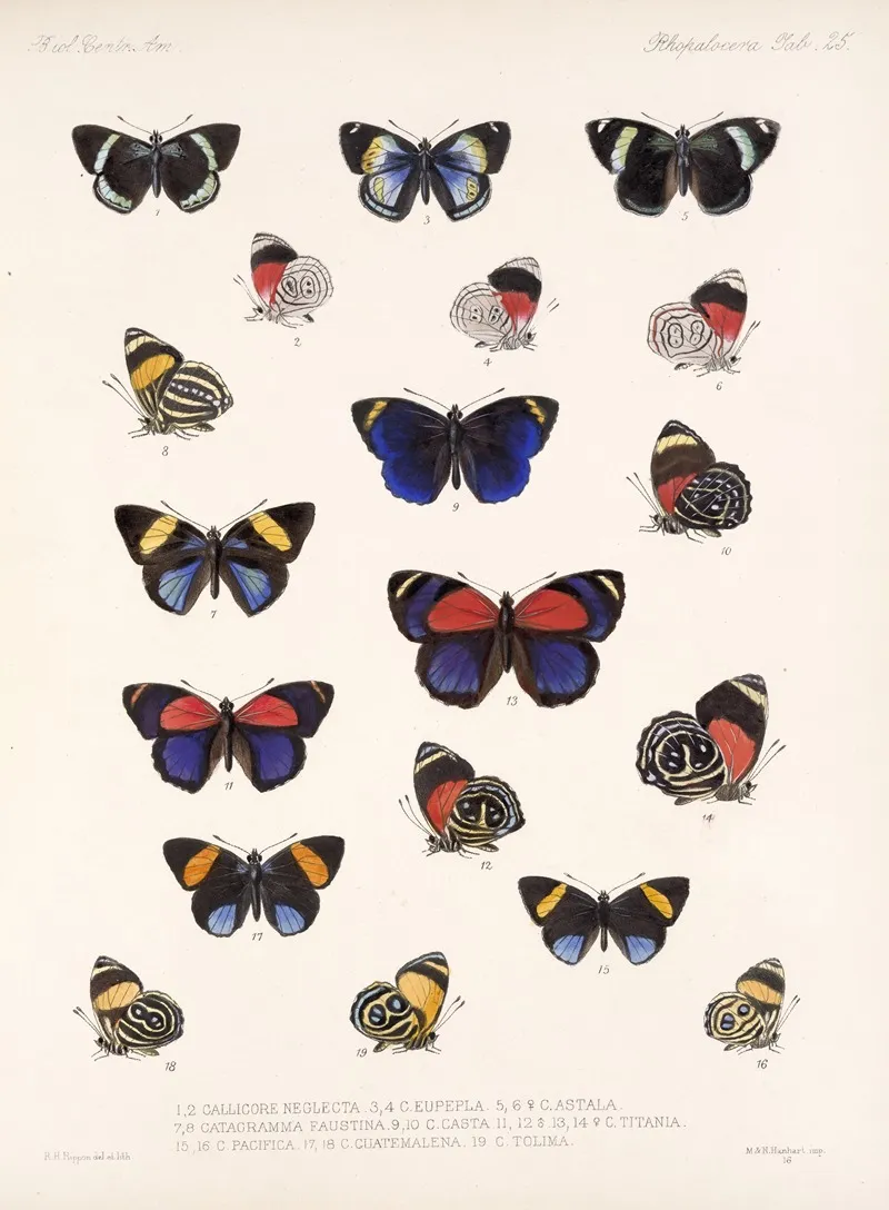 Insecta Lepidoptera Rhopalocera Pl 026 Wall Art by Frederick DuCane Godman - High-Resolution Digital Print