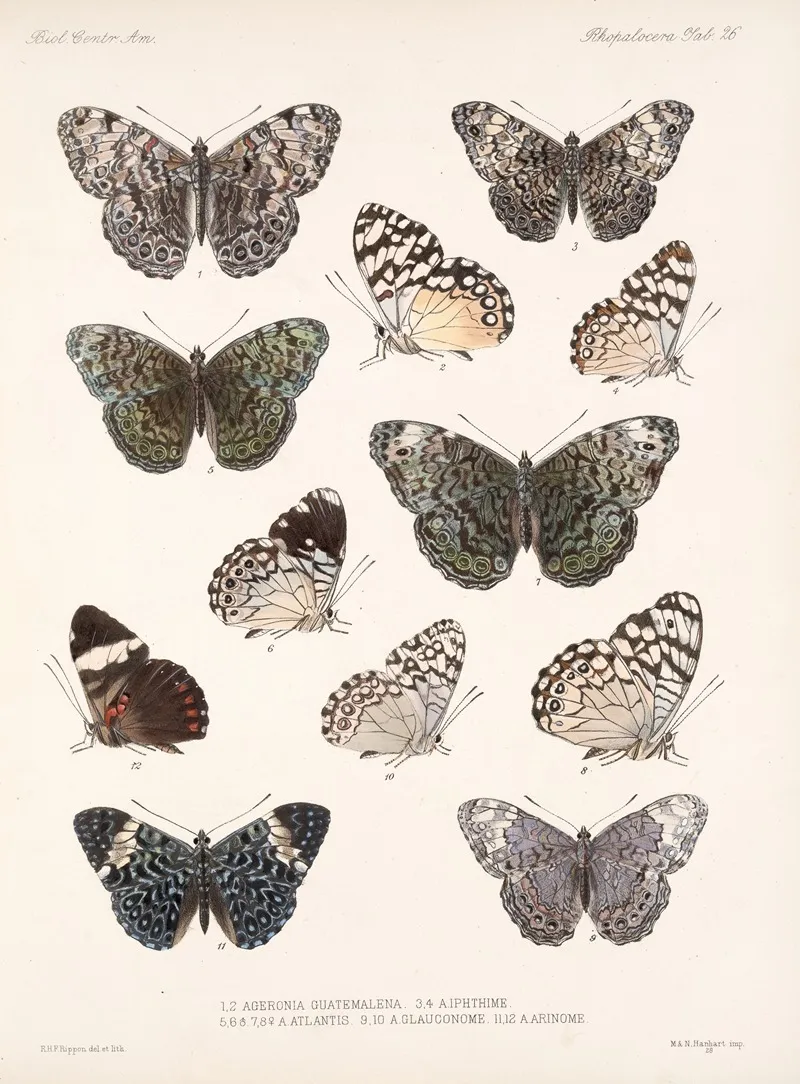 Insecta Lepidoptera Rhopalocera Pl 027 Wall Art by Frederick DuCane Godman - High-Resolution Digital Print