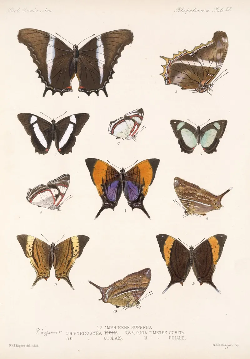 Insecta Lepidoptera Rhopalocera Pl 028 Wall Art by Frederick DuCane Godman - High-Resolution Digital Print