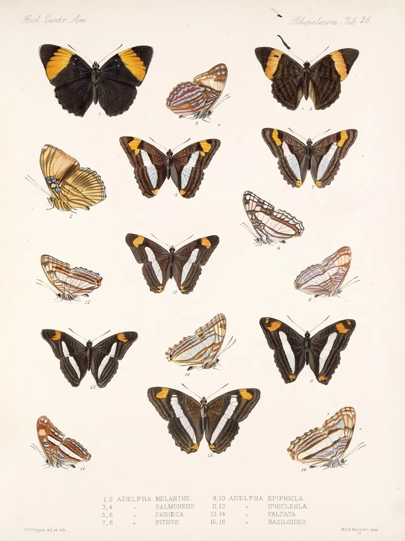 Insecta Lepidoptera Rhopalocera Pl 029 Wall Art by Frederick DuCane Godman - High-Resolution Digital Print