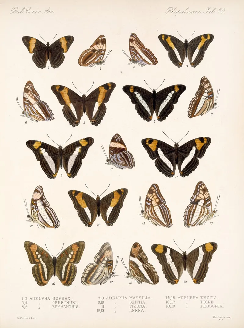 Insecta Lepidoptera Rhopalocera Pl 030 Wall Art by Frederick DuCane Godman - High-Resolution Digital Print