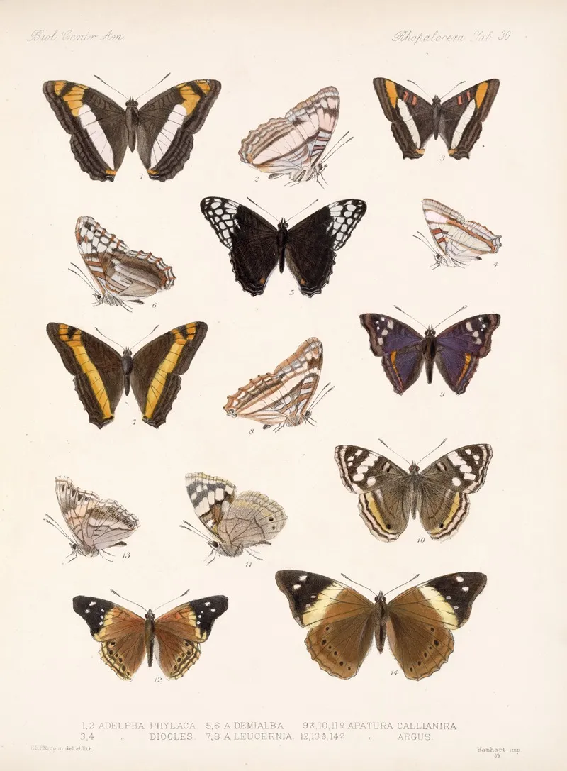 Insecta Lepidoptera Rhopalocera Pl 031 Wall Art by Frederick DuCane Godman - High-Resolution Digital Print
