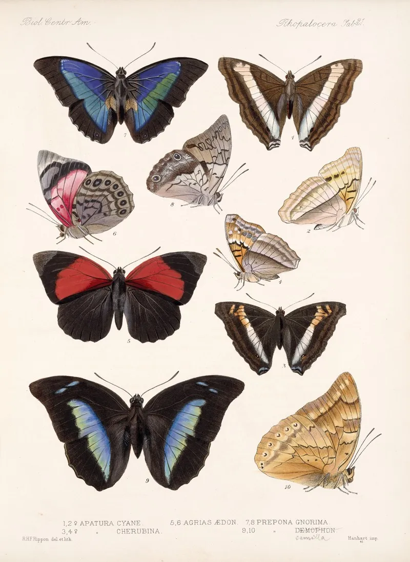Insecta Lepidoptera Rhopalocera Pl 032 Wall Art by Frederick DuCane Godman - High-Resolution Digital Print