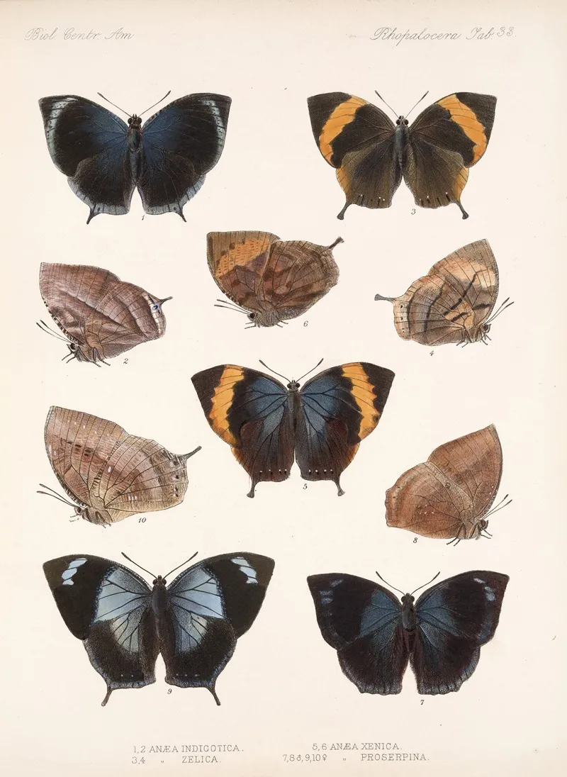 Insecta Lepidoptera Rhopalocera Pl 034 Wall Art by Frederick DuCane Godman - High-Resolution Digital Print
