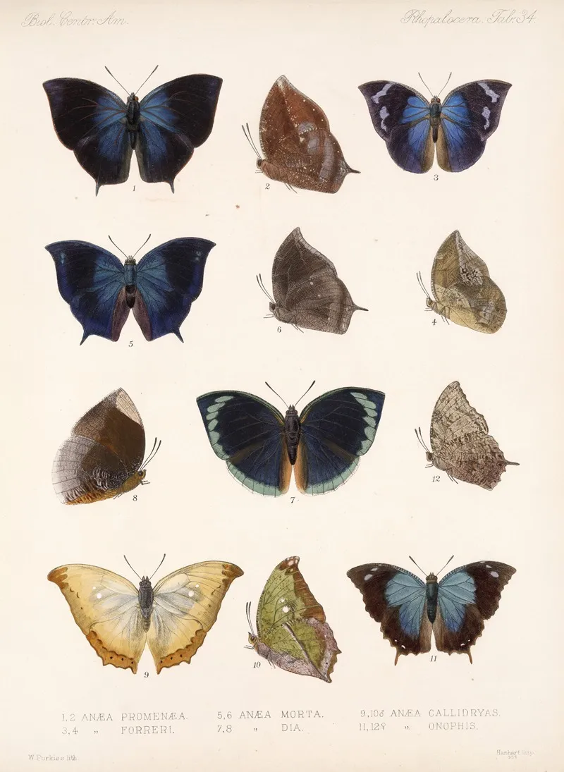 Insecta Lepidoptera Rhopalocera Pl 035 Wall Art by Frederick DuCane Godman - High-Resolution Digital Print