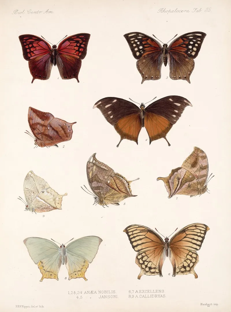 Insecta Lepidoptera Rhopalocera Pl 036 Wall Art by Frederick DuCane Godman - High-Resolution Digital Print