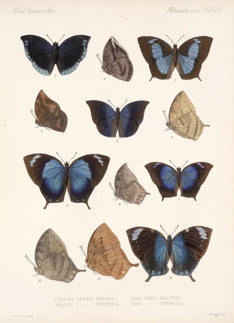Insecta Lepidoptera Rhopalocera Pl 037 Wall Art by Frederick DuCane Godman - High-Resolution Digital Print