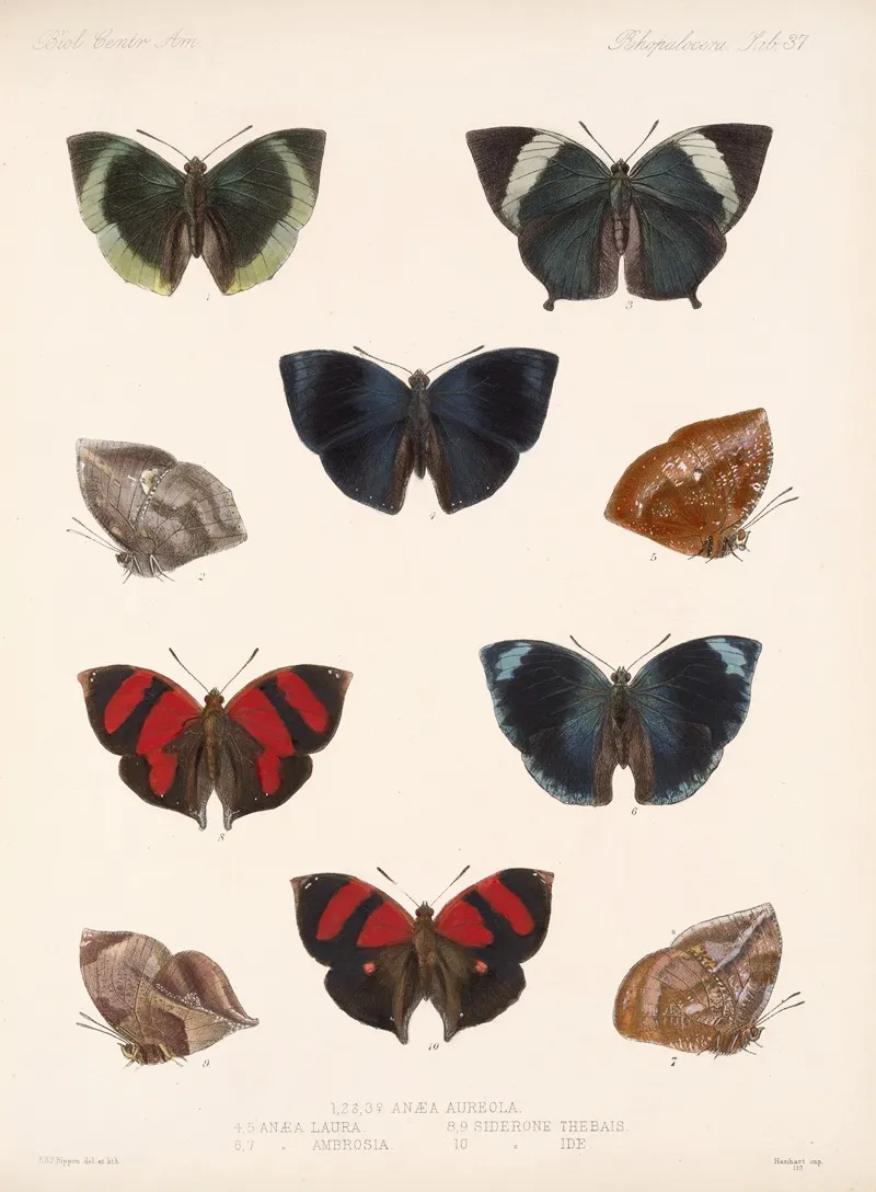 Insecta Lepidoptera Rhopalocera Pl 038 Wall Art by Frederick DuCane Godman - High-Resolution Digital Print