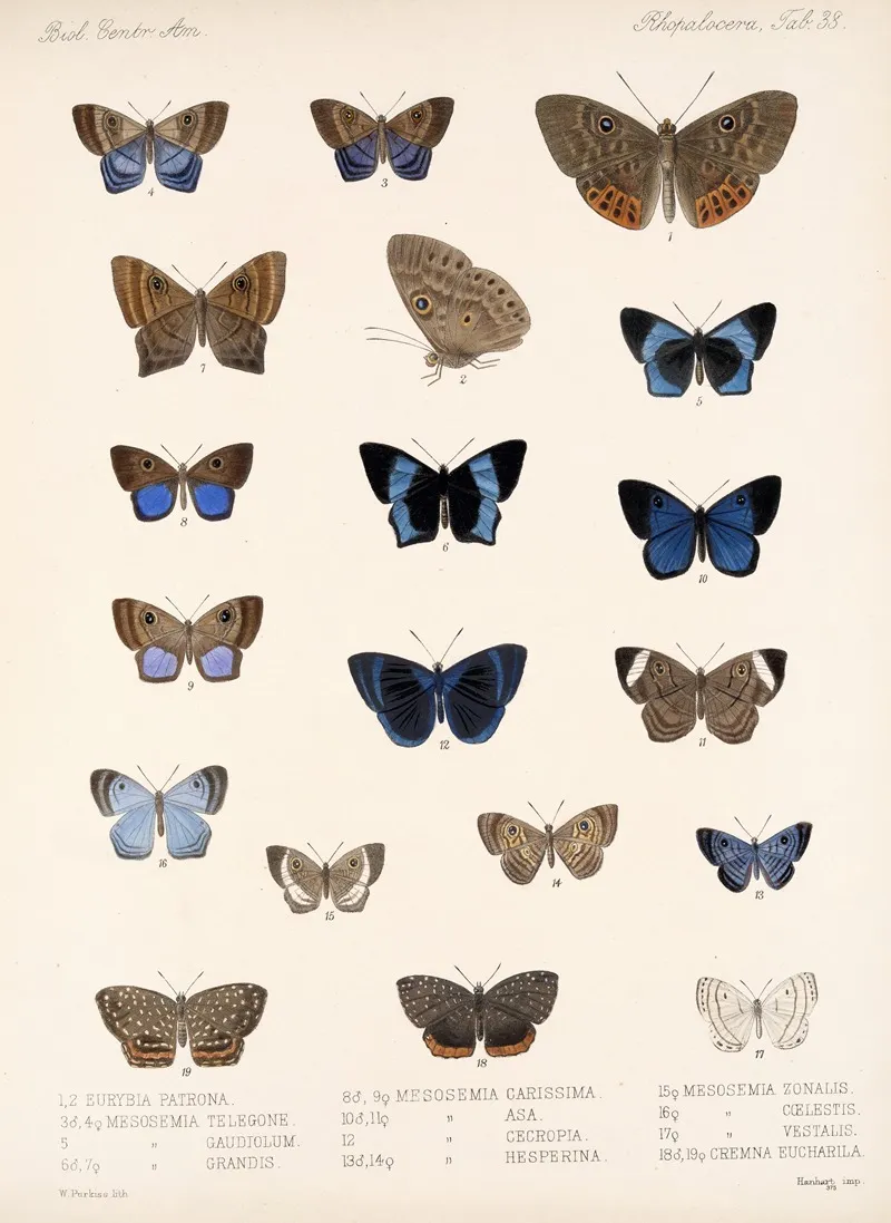 Insecta Lepidoptera Rhopalocera Pl 039 Wall Art by Frederick DuCane Godman - High-Resolution Digital Print