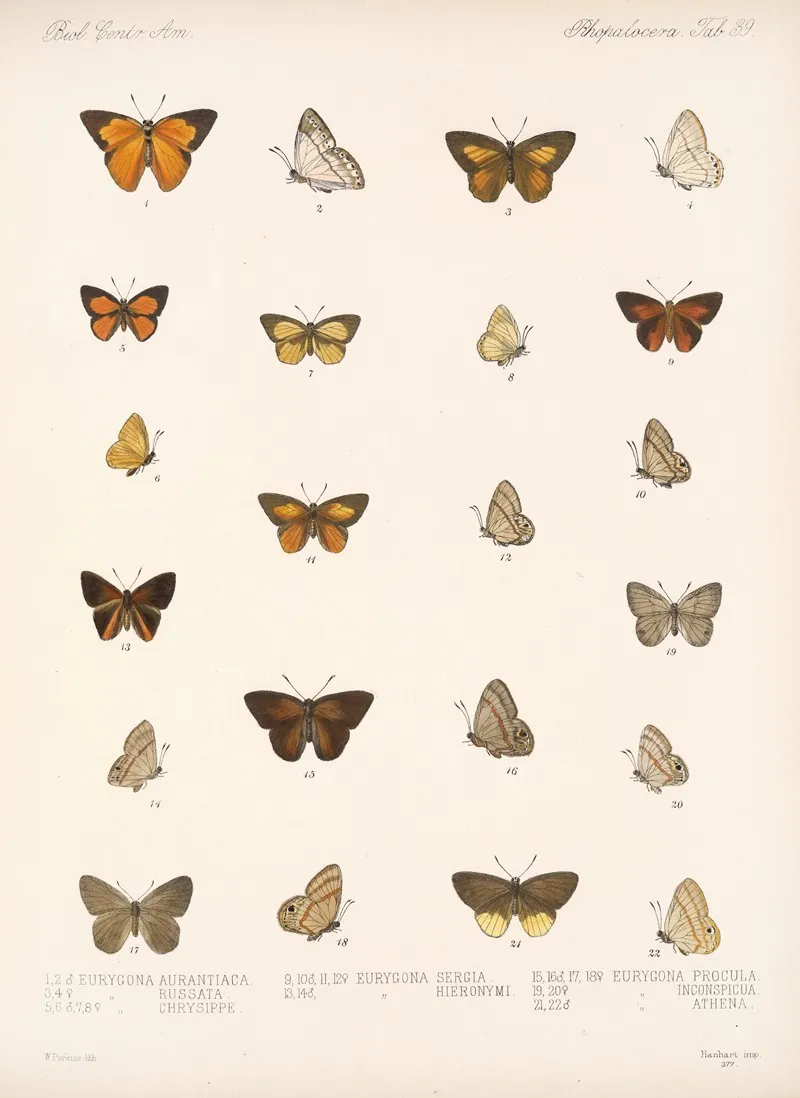 Insecta Lepidoptera Rhopalocera Pl 040 Wall Art by Frederick DuCane Godman - High-Resolution Digital Print