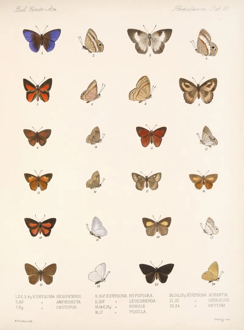 Insecta Lepidoptera Rhopalocera Pl 041 Wall Art by Frederick DuCane Godman - High-Resolution Digital Print