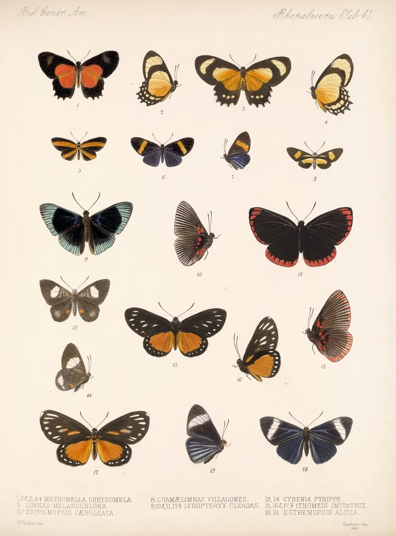 Insecta Lepidoptera Rhopalocera Pl 042 Wall Art by Frederick DuCane Godman - High-Resolution Digital Print