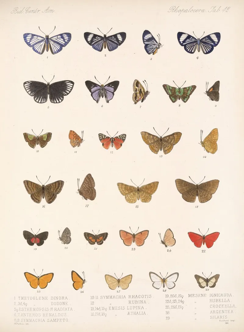 Insecta Lepidoptera Rhopalocera Pl 043 Wall Art by Frederick DuCane Godman - High-Resolution Digital Print