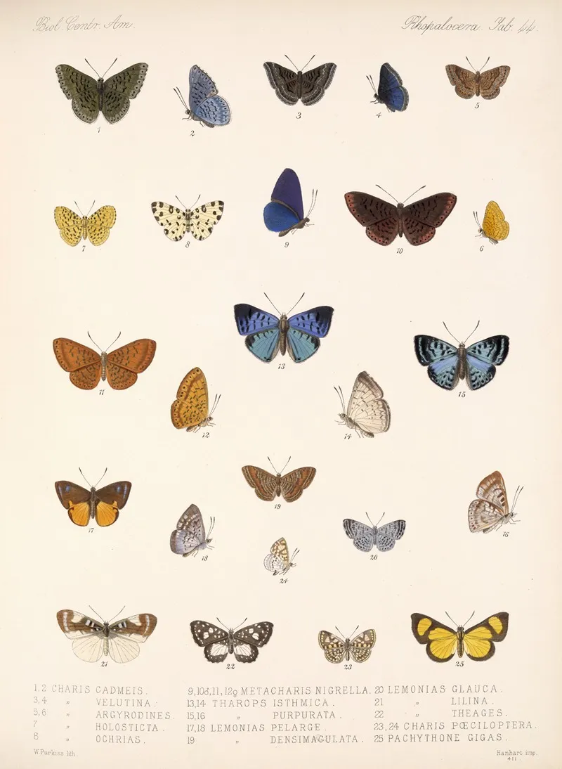 Insecta Lepidoptera Rhopalocera Pl 045 Wall Art by Frederick DuCane Godman - High-Resolution Digital Print