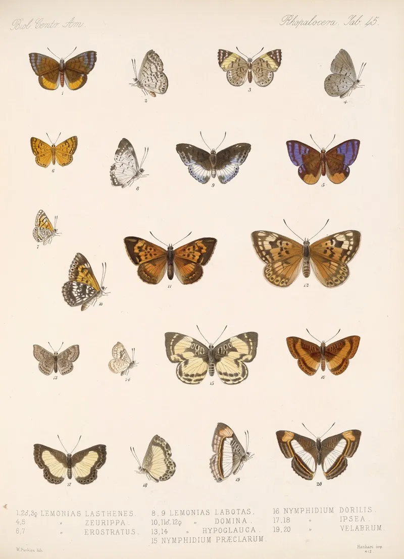 Insecta Lepidoptera Rhopalocera Pl 046 Wall Art by Frederick DuCane Godman - High-Resolution Digital Print
