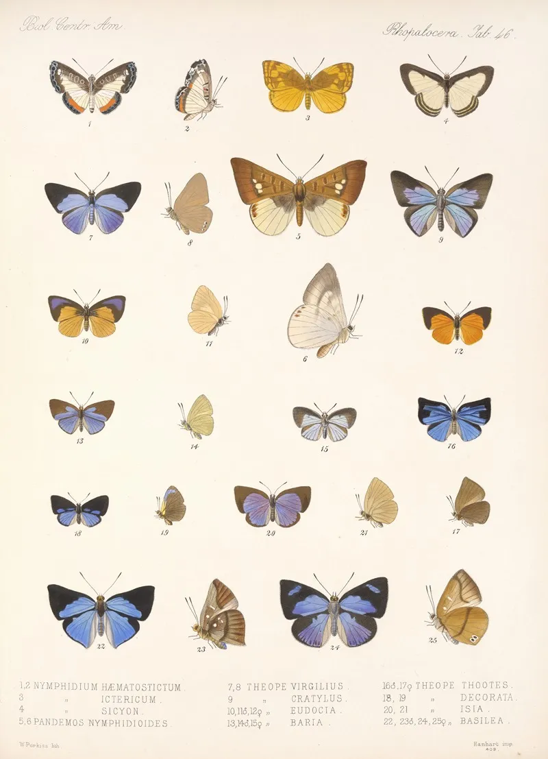 Insecta Lepidoptera Rhopalocera Pl 047 Wall Art by Frederick DuCane Godman - High-Resolution Digital Print