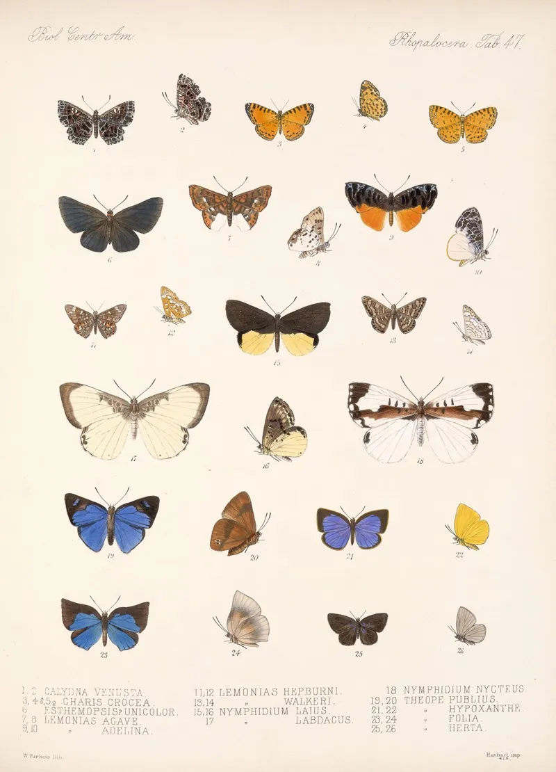 Insecta Lepidoptera Rhopalocera Pl 048 Wall Art by Frederick DuCane Godman - High-Resolution Digital Print