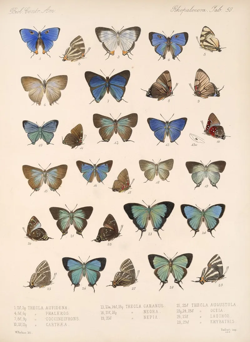 Insecta Lepidoptera Rhopalocera Pl 051 Wall Art by Frederick DuCane Godman - High-Resolution Digital Print