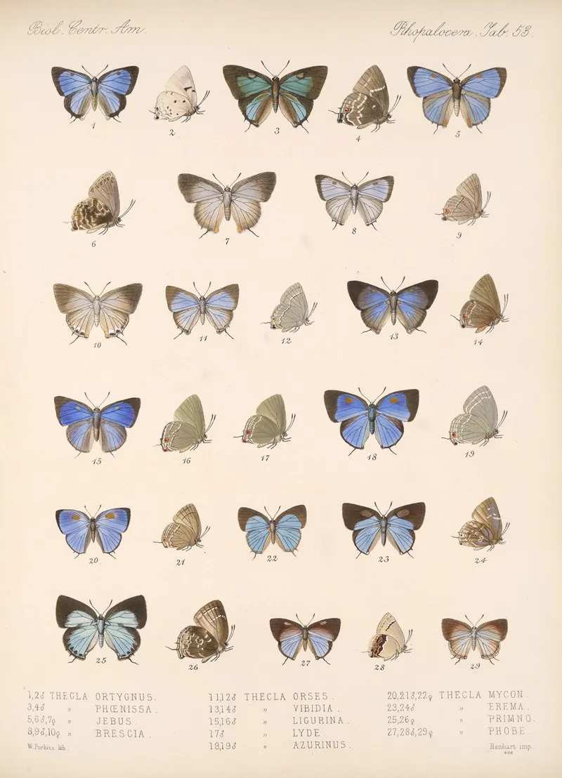 Insecta Lepidoptera Rhopalocera Pl 054 Wall Art by Frederick DuCane Godman - High-Resolution Digital Print