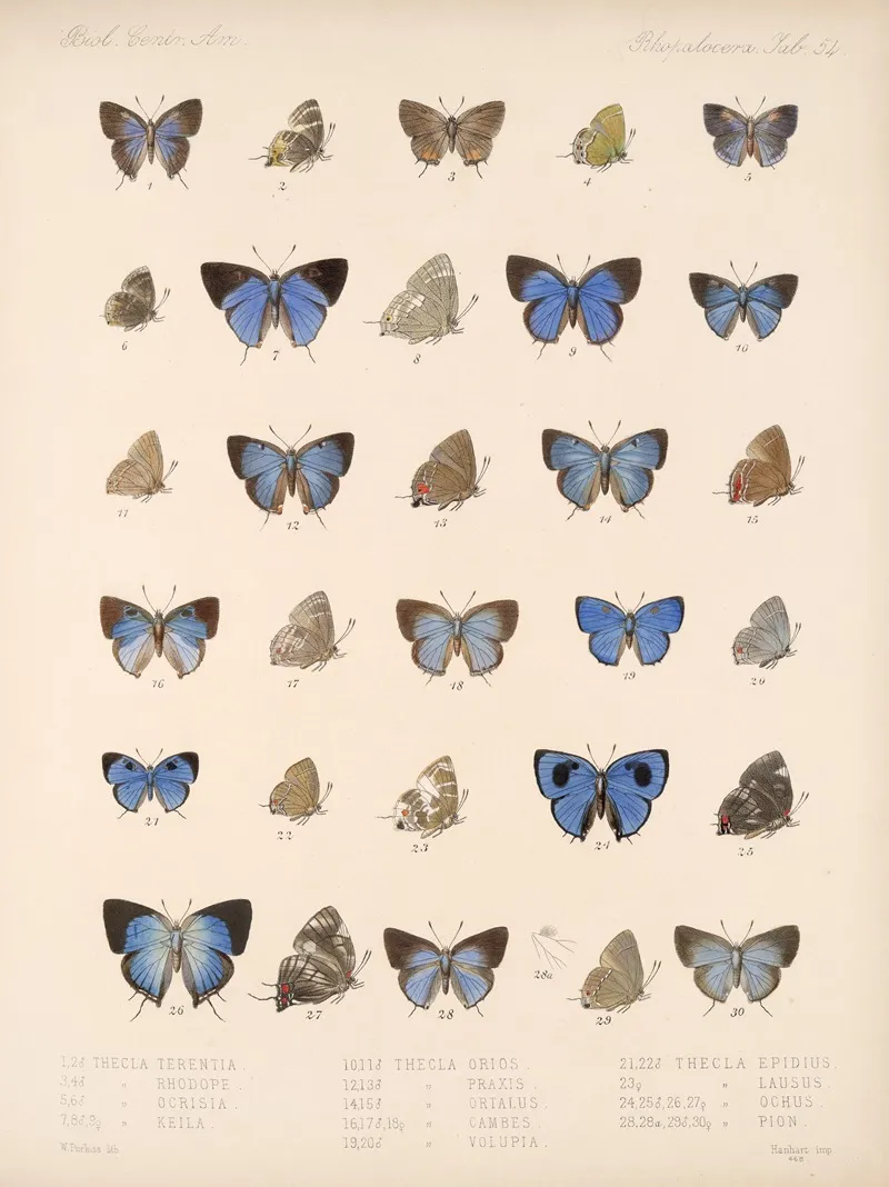 Insecta Lepidoptera Rhopalocera Pl 055 Wall Art by Frederick DuCane Godman - High-Resolution Digital Print