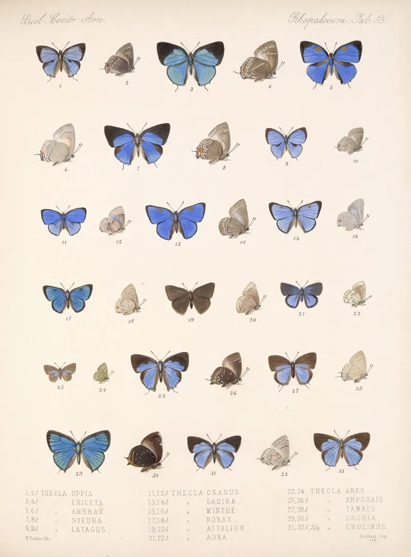 Insecta Lepidoptera Rhopalocera Pl 056 Wall Art by Frederick DuCane Godman - High-Resolution Digital Print