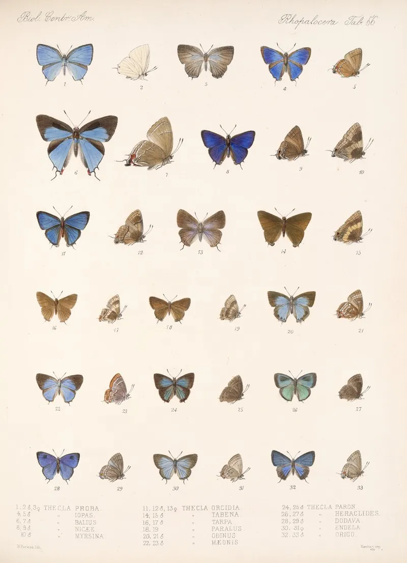 Insecta Lepidoptera Rhopalocera Pl 057 Wall Art by Frederick DuCane Godman - High-Resolution Digital Print