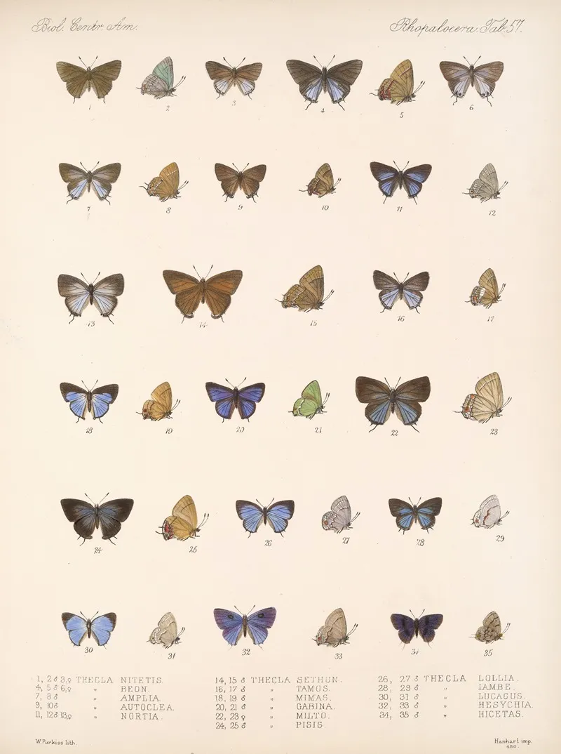 Insecta Lepidoptera Rhopalocera Pl 058 Wall Art by Frederick DuCane Godman - High-Resolution Digital Print