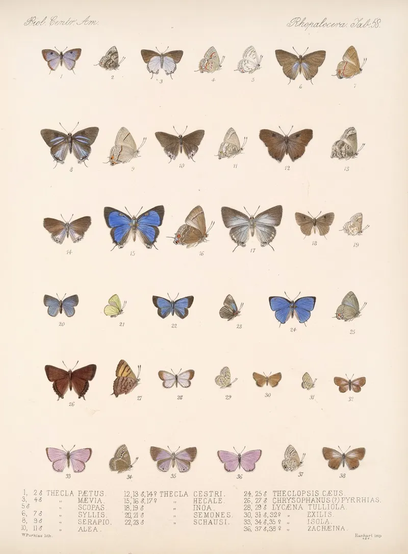 Insecta Lepidoptera Rhopalocera Pl 059 Wall Art by Frederick DuCane Godman - High-Resolution Digital Print