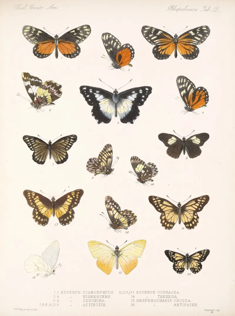Insecta Lepidoptera Rhopalocera Pl 060 Wall Art by Frederick DuCane Godman - High-Resolution Digital Print