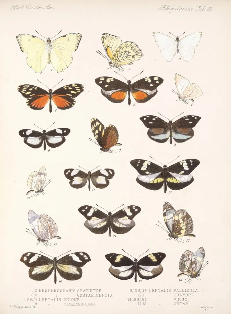 Insecta Lepidoptera Rhopalocera Pl 061 Wall Art by Frederick DuCane Godman - High-Resolution Digital Print