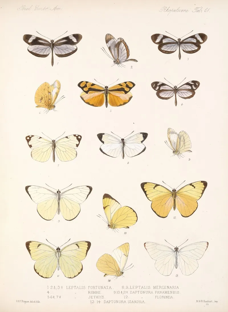 Insecta Lepidoptera Rhopalocera Pl 062 Wall Art by Frederick DuCane Godman - High-Resolution Digital Print