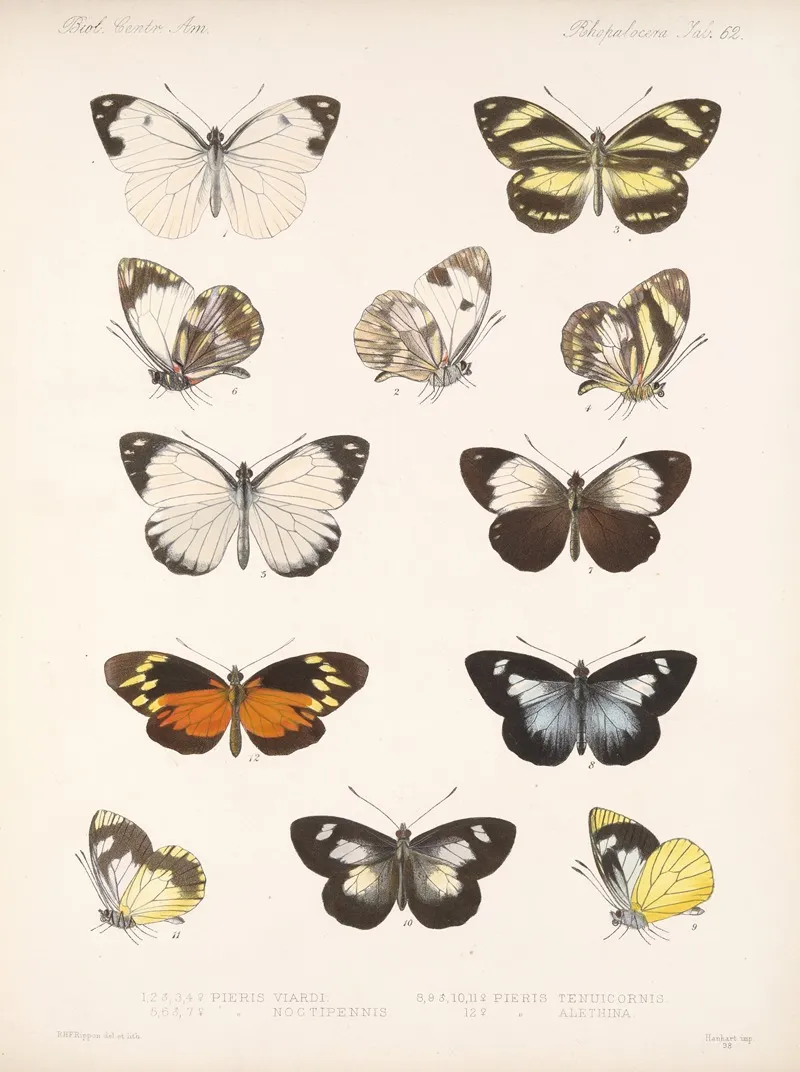 Insecta Lepidoptera Rhopalocera Pl 063 Wall Art by Frederick DuCane Godman - High-Resolution Digital Print