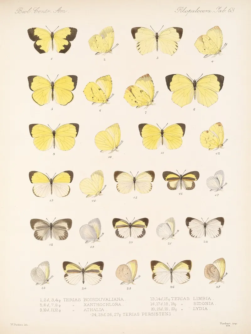 Insecta Lepidoptera Rhopalocera Pl 064 Wall Art by Frederick DuCane Godman - High-Resolution Digital Print