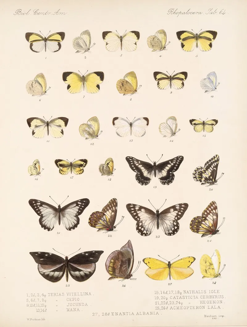 Insecta Lepidoptera Rhopalocera Pl 065 Wall Art by Frederick DuCane Godman - High-Resolution Digital Print
