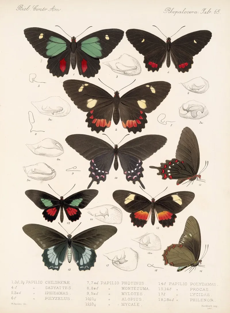 Insecta Lepidoptera Rhopalocera Pl 066 Wall Art by Frederick DuCane Godman - High-Resolution Digital Print