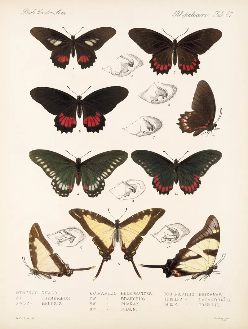 Insecta Lepidoptera Rhopalocera Pl 068 Wall Art by Frederick DuCane Godman - High-Resolution Digital Print